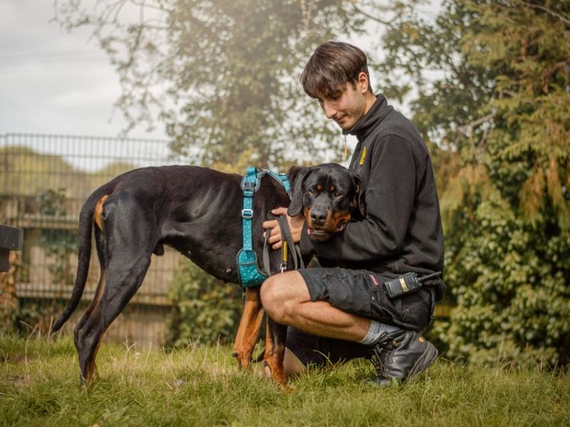 Guiseppe | Dobermann Cross | Kenilworth (West Midlands) - 4