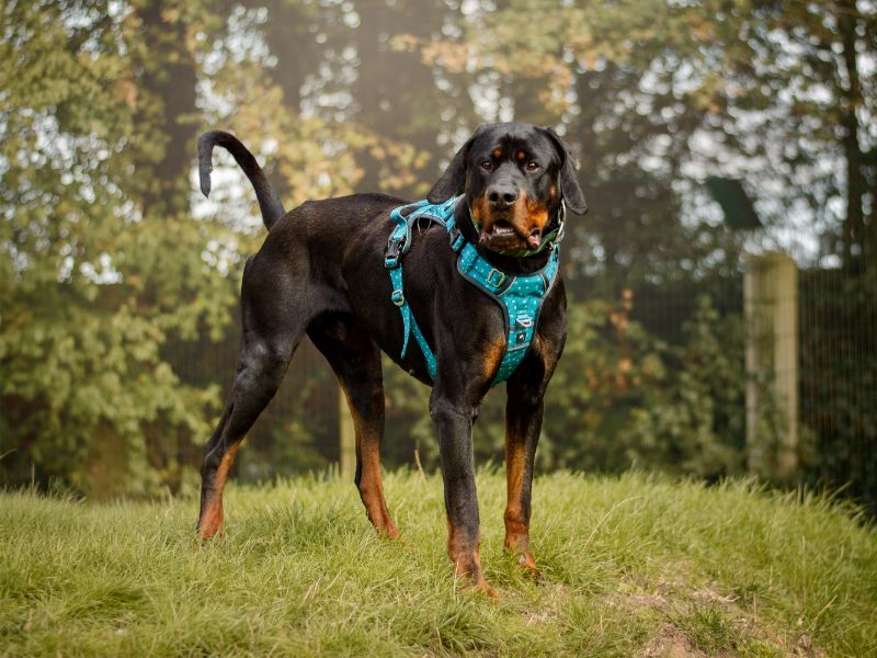 Guiseppe | Dobermann Cross | Kenilworth (West Midlands) - 3