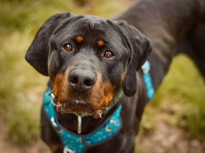 Guiseppe | Dobermann Cross | Kenilworth (West Midlands) - 2