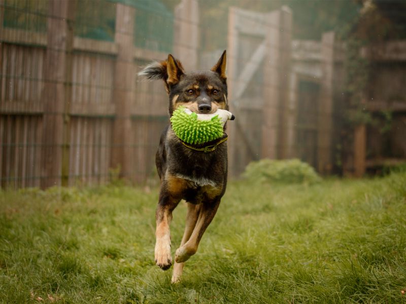 Lorenzo | Crossbreed | Kenilworth (West Midlands) - 3