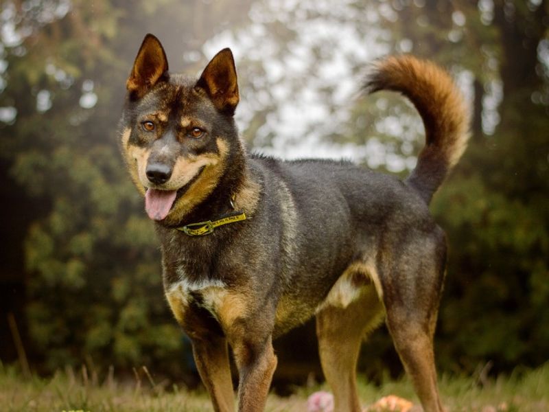 Lorenzo | Crossbreed | Kenilworth (West Midlands) - 2