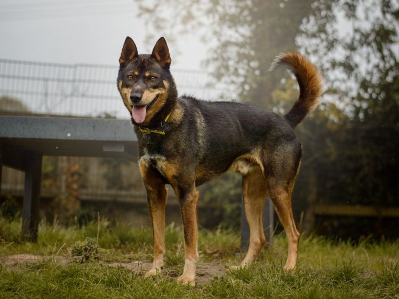 Lorenzo | Crossbreed | Kenilworth (West Midlands) - 1