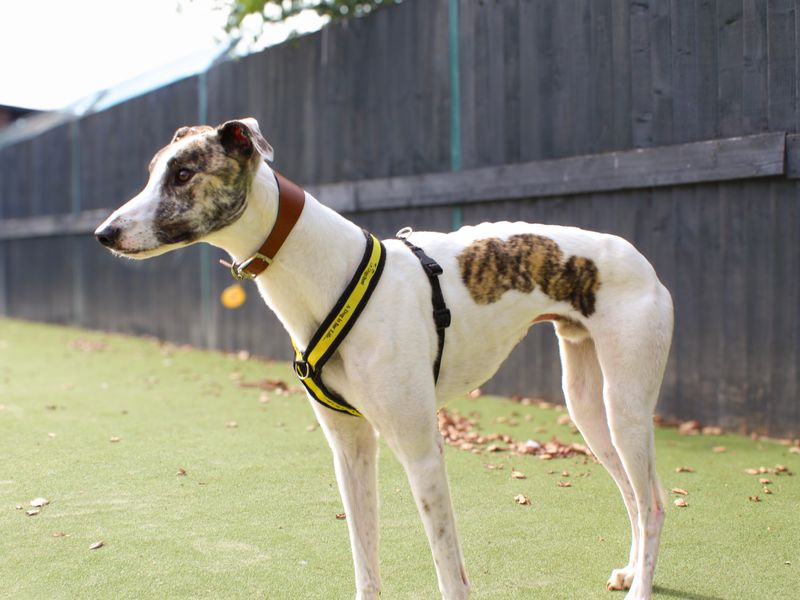 Tiptoe | Greyhound | Shoreham (Sussex) - 2