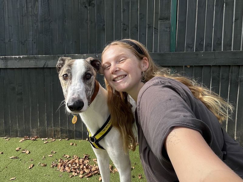 Tiptoe | Greyhound | Shoreham (Sussex) - 3