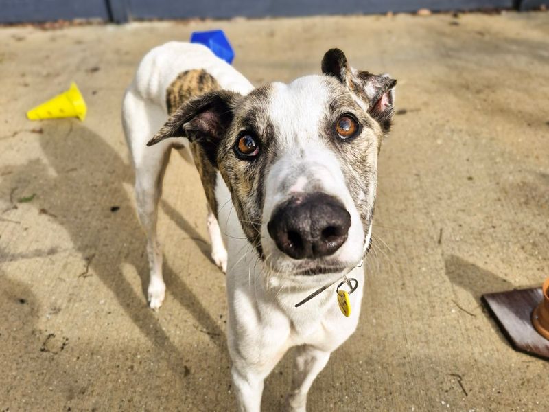 Tiptoe | Greyhound | Shoreham (Sussex) - 4