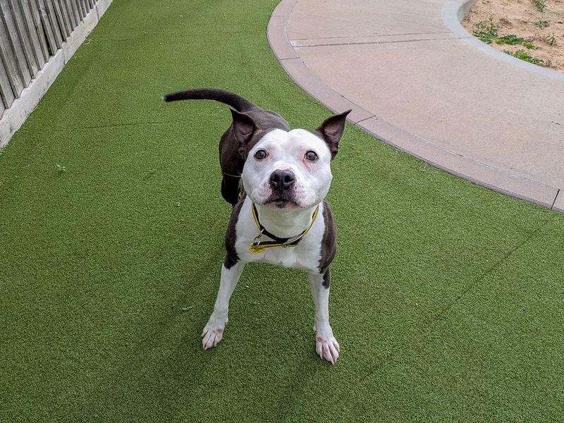 Renee | Terrier (Staffordshire Bull) | Evesham (Worcestershire) - 1