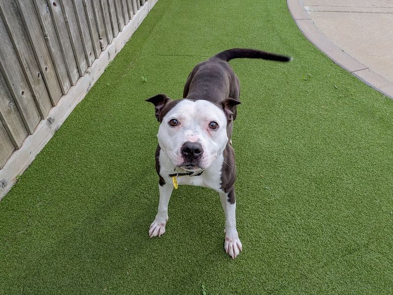 Renee | Terrier (Staffordshire Bull) | Evesham (Worcestershire) - 3