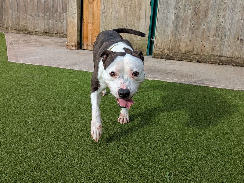 Renee | Terrier (Staffordshire Bull) | Evesham (Worcestershire) - 4
