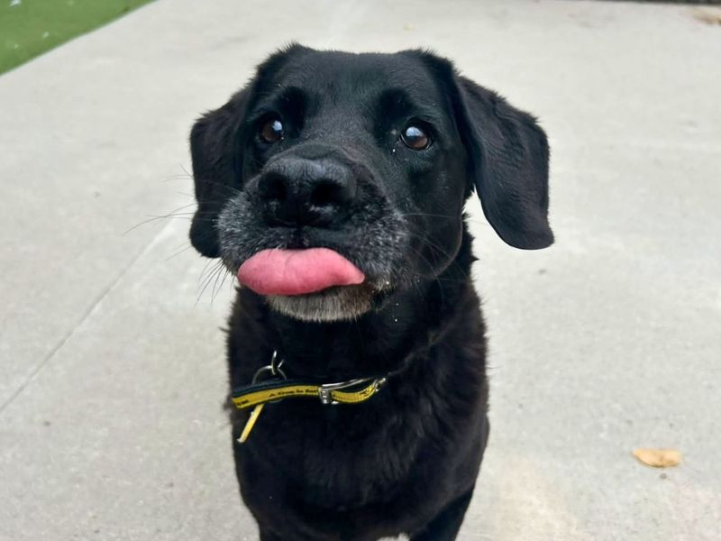 Amour | Retriever (Labrador) | Manchester - 2