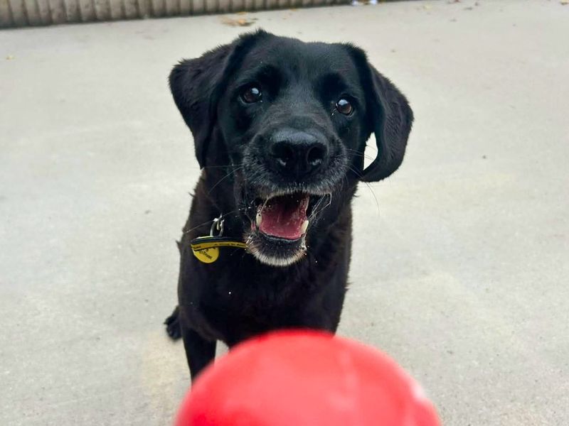 Amour | Retriever (Labrador) | Manchester - 1