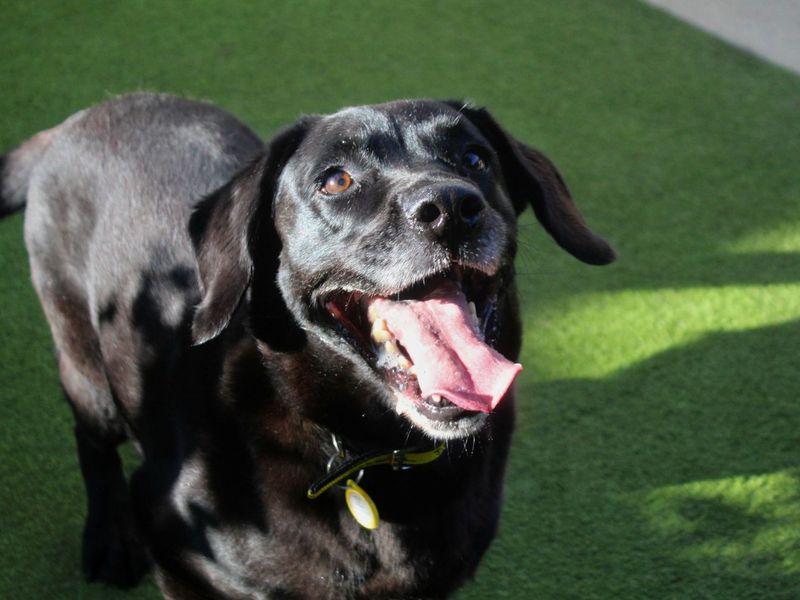Amour | Retriever (Labrador) | Manchester - 3