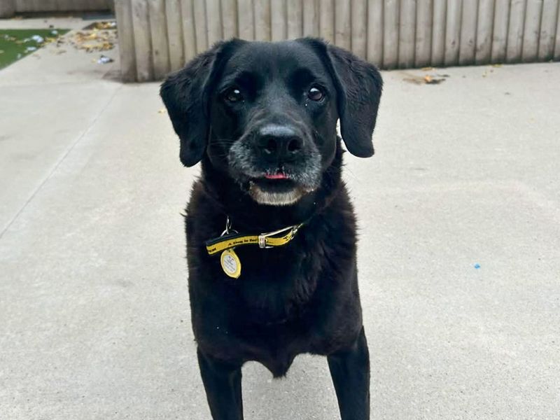 Amour | Retriever (Labrador) | Manchester - 5
