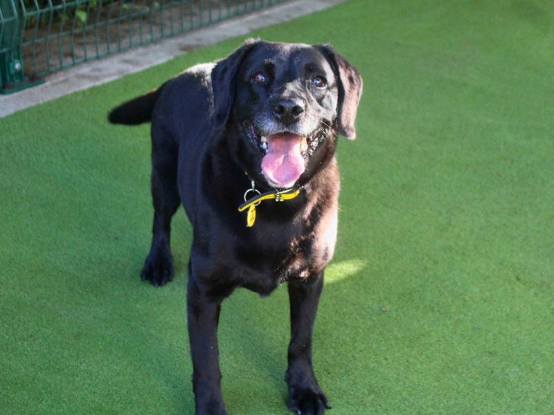 Amour | Retriever (Labrador) | Manchester - 4