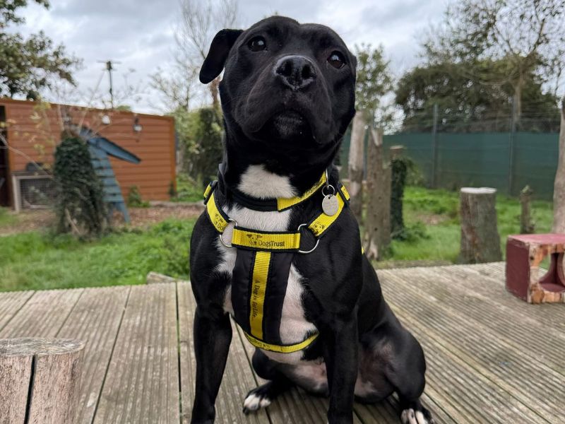 Jules | Terrier (Staffordshire Bull) | Snetterton (Norfolk) - 3