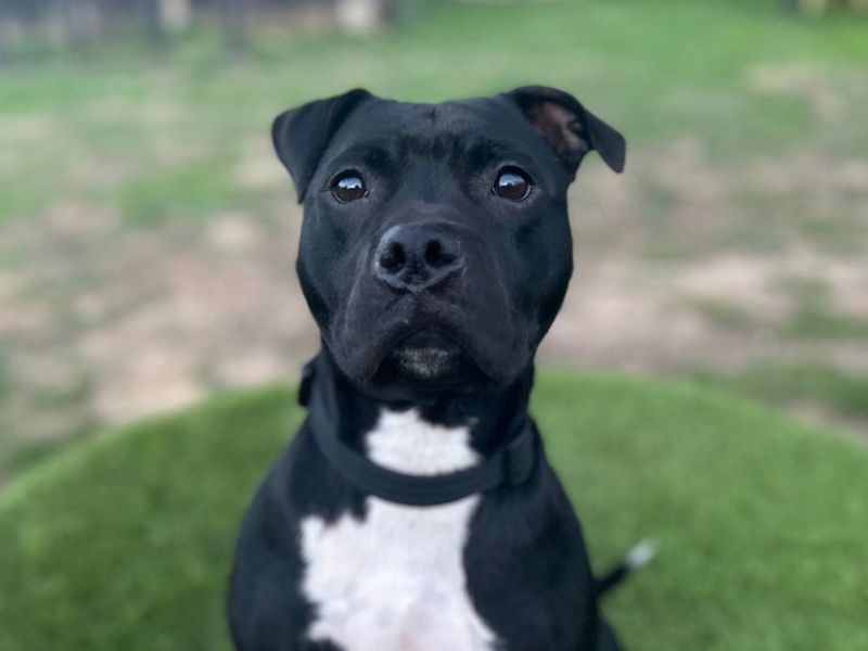Jules | Terrier (Staffordshire Bull) | Snetterton (Norfolk) - 7