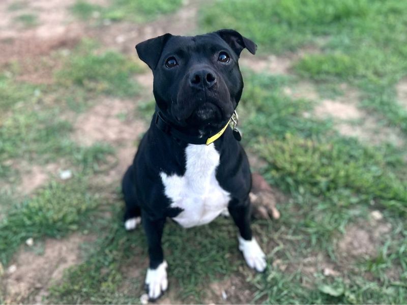 Jules | Terrier (Staffordshire Bull) | Snetterton (Norfolk) - 4