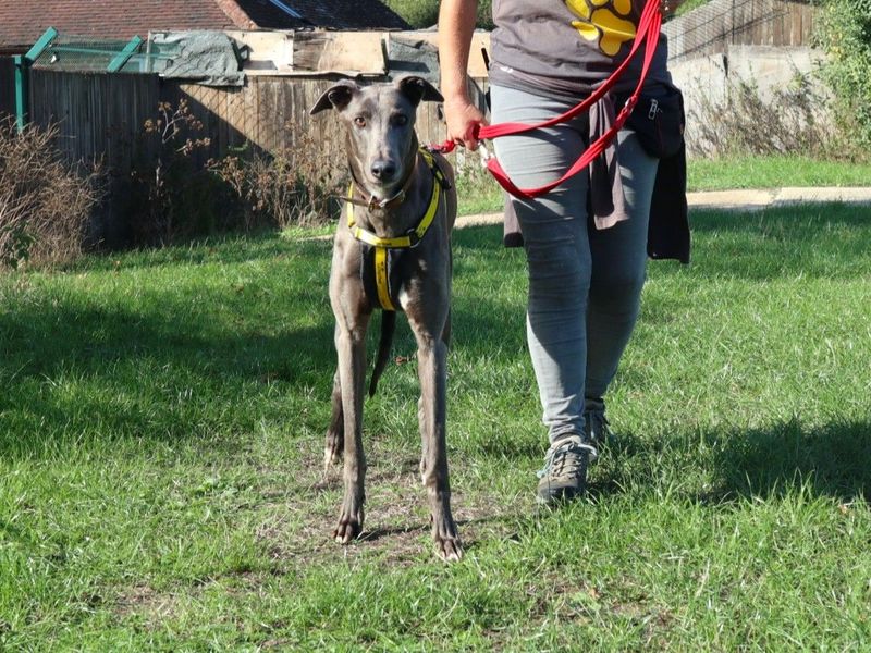 Long John Silver | Greyhound | Harefield West London - 2