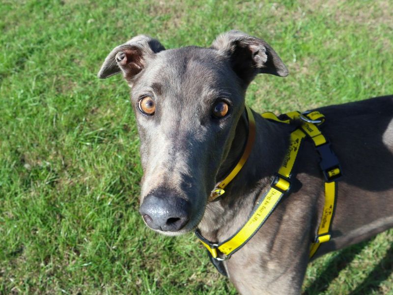 Long John Silver | Greyhound | Harefield West London - 3