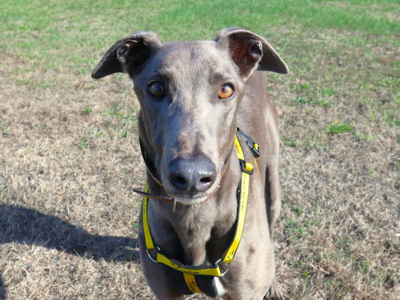 Long John Silver | Greyhound | Harefield West London - 1