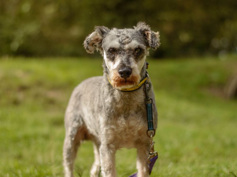 Albert | Schnauzer | Kenilworth (West Midlands) - 3