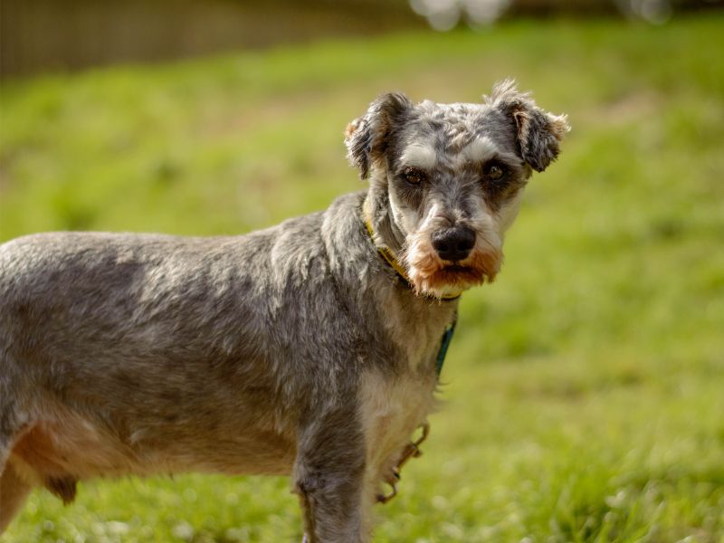Albert | Schnauzer | Kenilworth (West Midlands) - 4