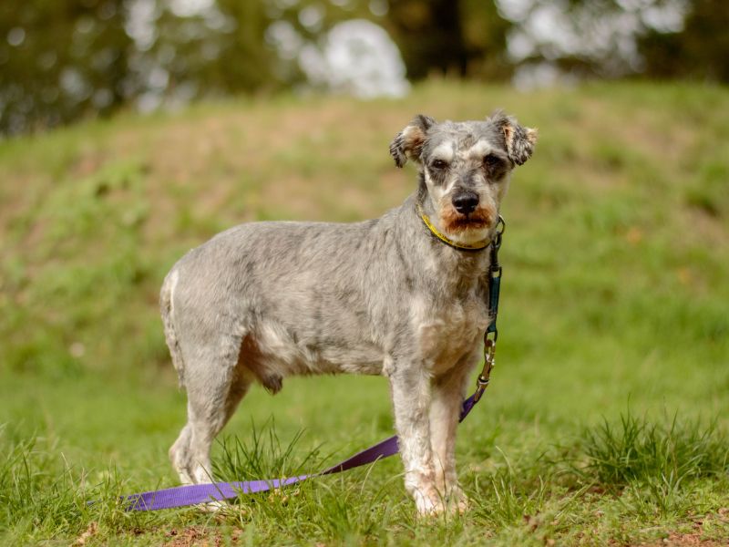 Albert | Schnauzer | Kenilworth (West Midlands) - 1
