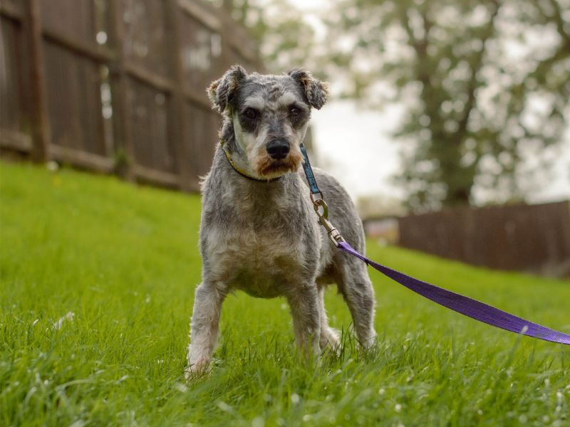 Albert | Schnauzer | Kenilworth (West Midlands) - 2