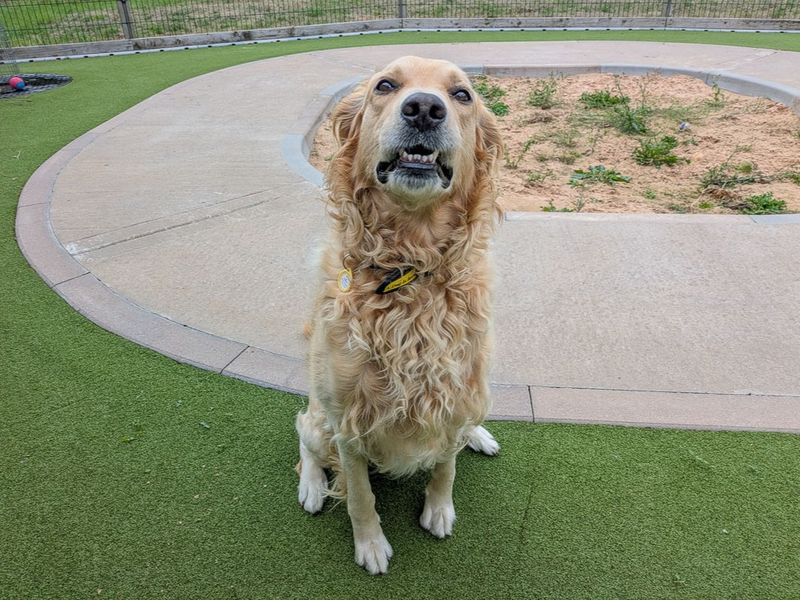 Colby | Retriever (Golden) Cross | Evesham (Worcestershire) - 3