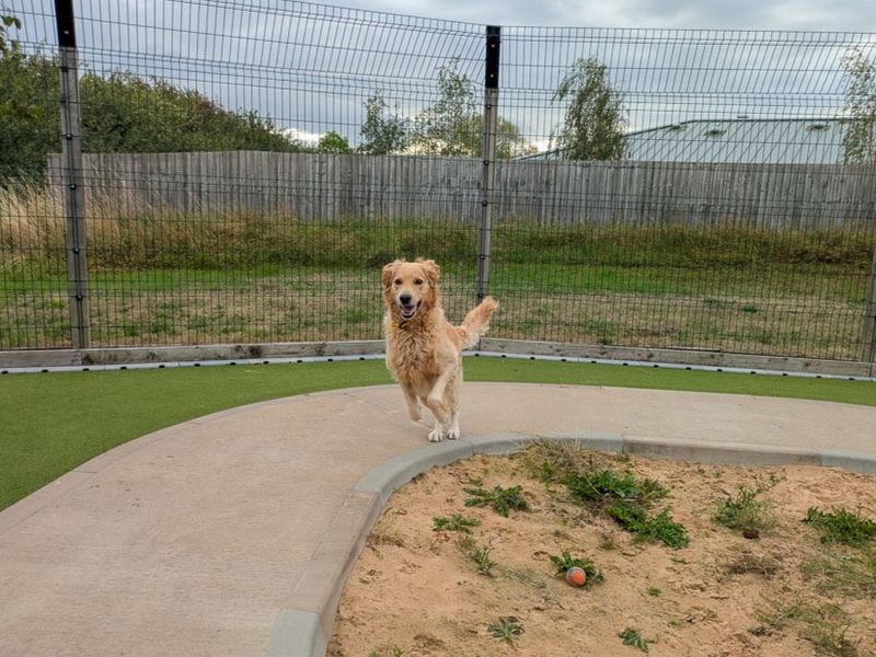 Colby | Retriever (Golden) Cross | Evesham (Worcestershire) - 4