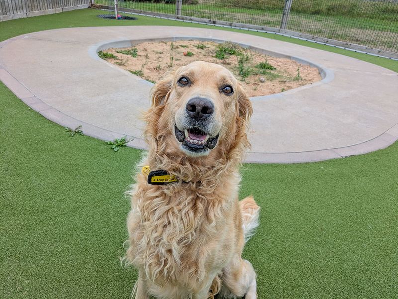 Colby | Retriever (Golden) Cross | Evesham (Worcestershire) - 1
