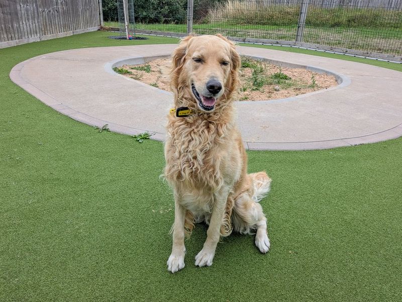 Colby | Retriever (Golden) Cross | Evesham (Worcestershire) - 5