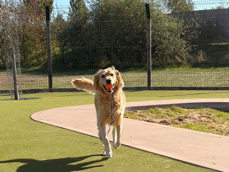 Colby | Retriever (Golden) Cross | Evesham (Worcestershire) - 6