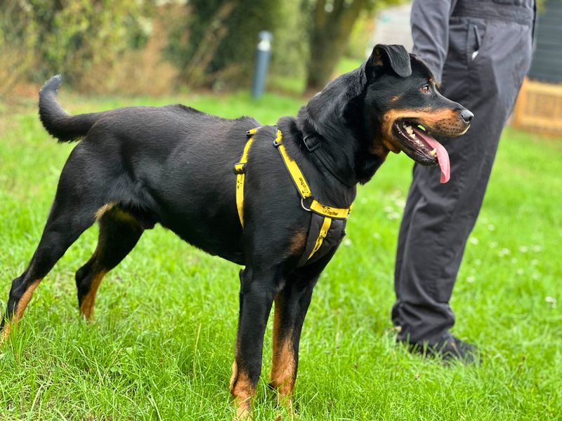 Strudel | Rottweiler Cross | Salisbury (Wiltshire) - 4