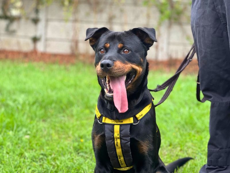 Strudel | Rottweiler Cross | Salisbury (Wiltshire) - 3
