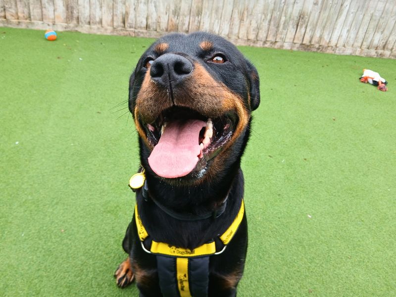Strudel | Rottweiler Cross | Salisbury (Wiltshire) - 5