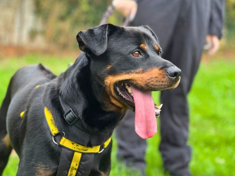 Strudel | Rottweiler Cross | Salisbury (Wiltshire) - 2