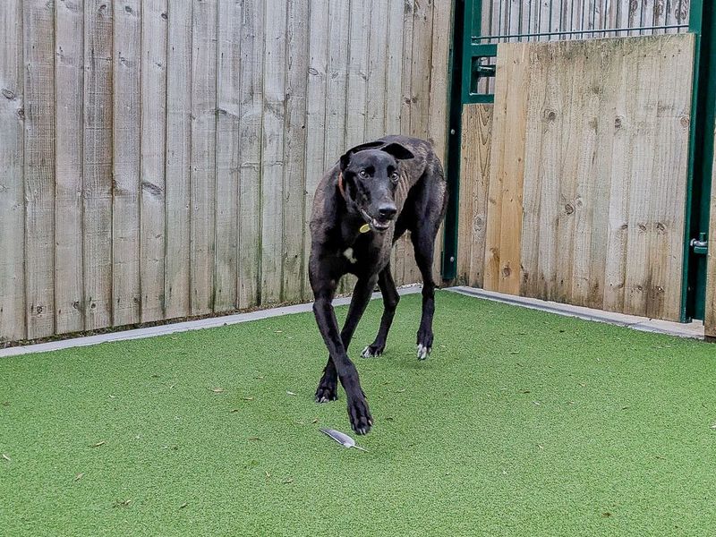 Raphael | Greyhound | Evesham (Worcestershire) - 4