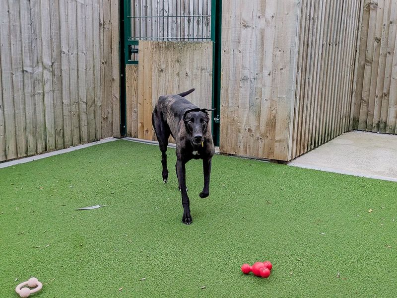 Raphael | Greyhound | Evesham (Worcestershire) - 1