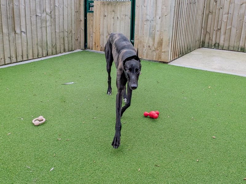 Raphael | Greyhound | Evesham (Worcestershire) - 5