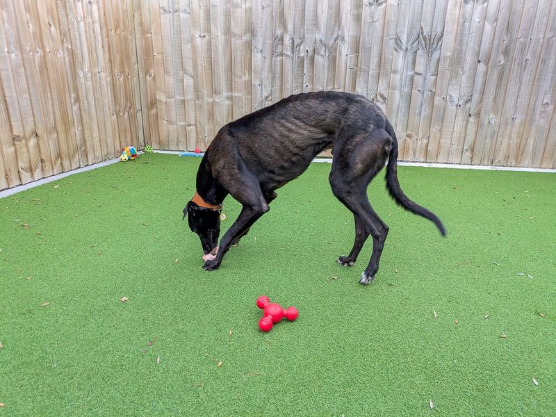 Raphael | Greyhound | Evesham (Worcestershire) - 3