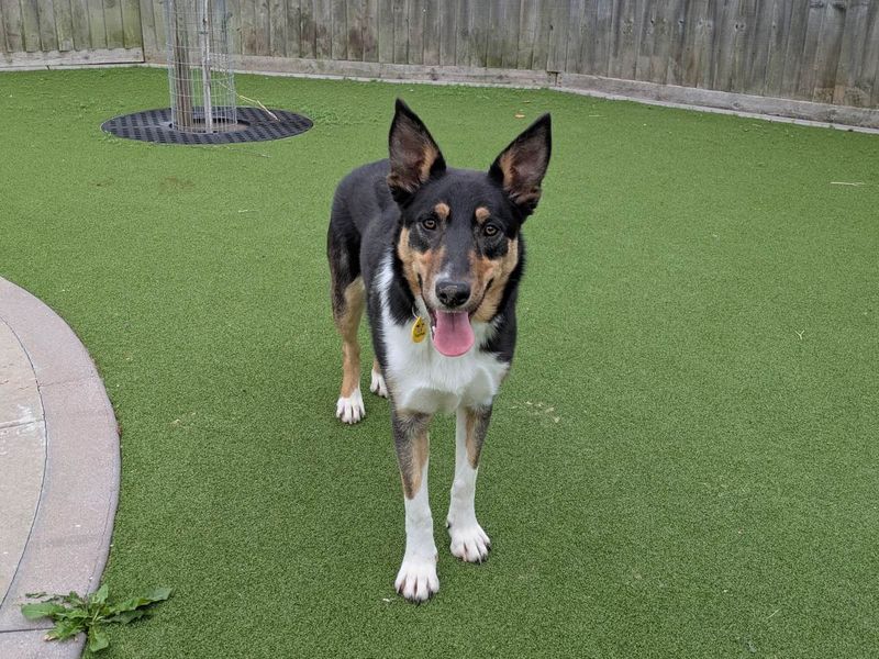 Pomme | Collie (Border) Cross | Evesham (Worcestershire) - 2