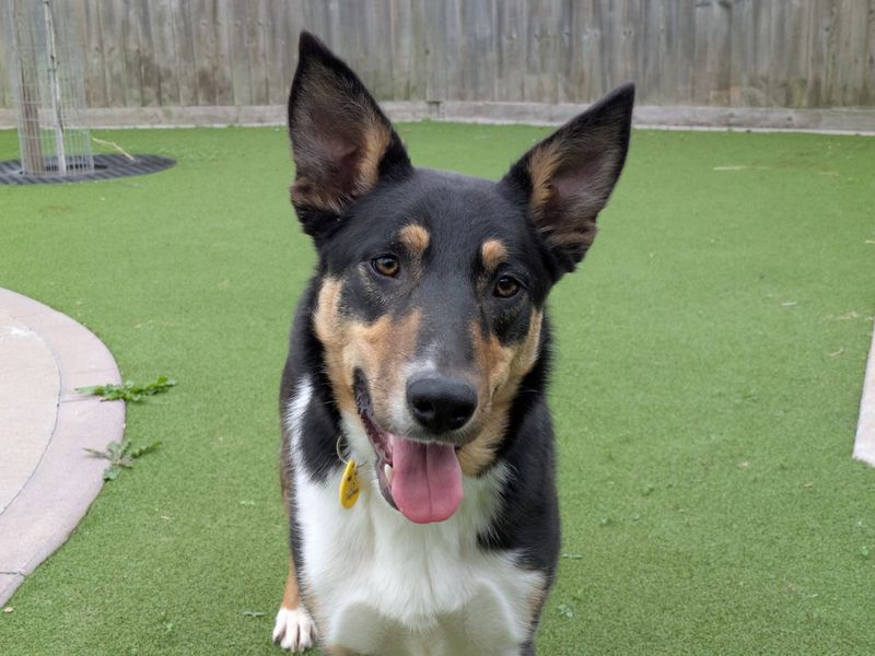 Border Collie Dogs And Puppies For Adoption