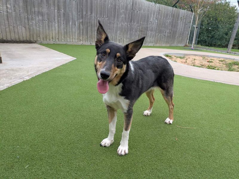 Pomme | Collie (Border) Cross | Evesham (Worcestershire) - 3