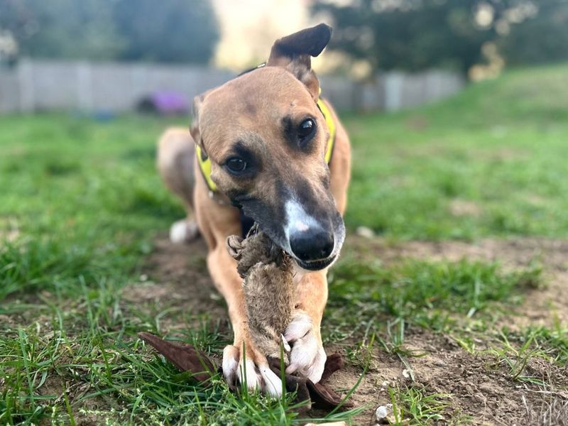 Moretti | Lurcher | Snetterton (Norfolk) - 2