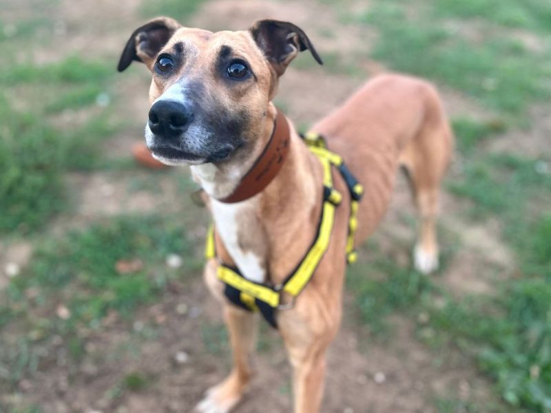 Moretti | Lurcher | Snetterton (Norfolk) - 4
