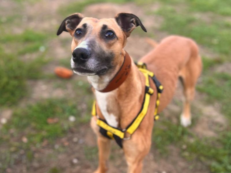 Moretti | Lurcher | Snetterton (Norfolk) - 1