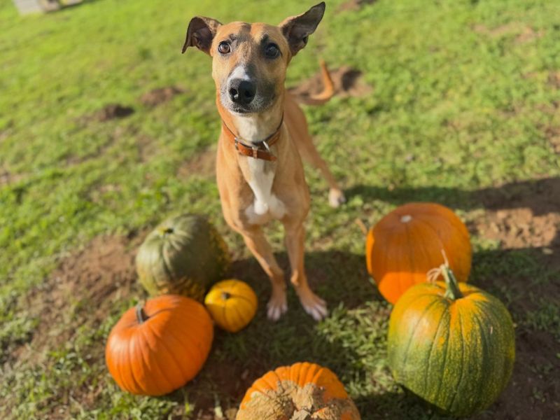 Moretti | Lurcher | Snetterton (Norfolk) - 3