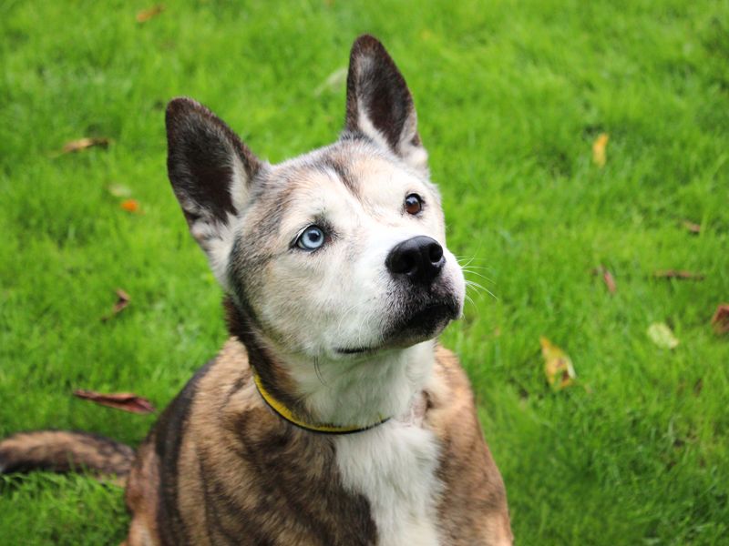 Keisha | Crossbreed | Merseyside (Liverpool) - 1
