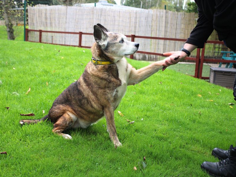 Keisha | Crossbreed | Merseyside (Liverpool) - 3
