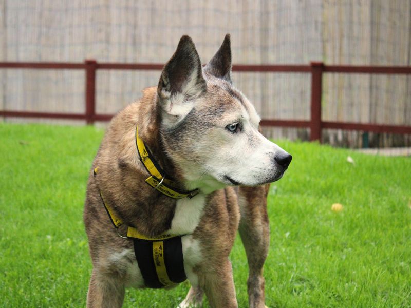 Keisha | Crossbreed | Merseyside (Liverpool) - 2